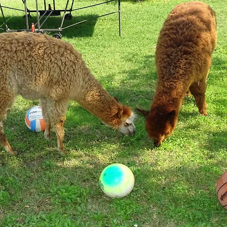 Apartamento Rotreiher-urlaub Am Trasimeno-see By Interhome *