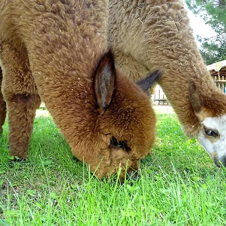 Apartamento Rotreiher-urlaub Am Trasimeno-see By Interhome