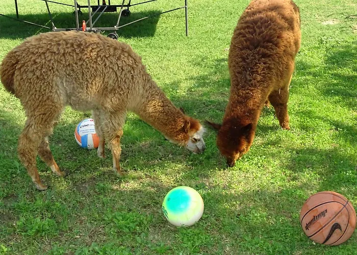 Apartment Rotreiher-urlaub Am Trasimeno-see By Interhome *