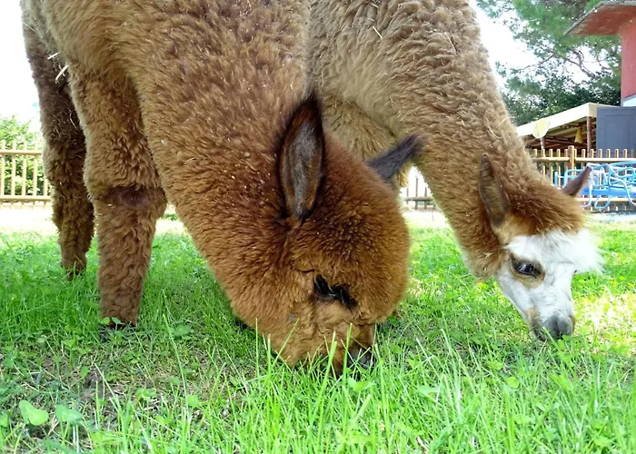 Apartment Rotreiher-urlaub Am Trasimeno-see By Interhome